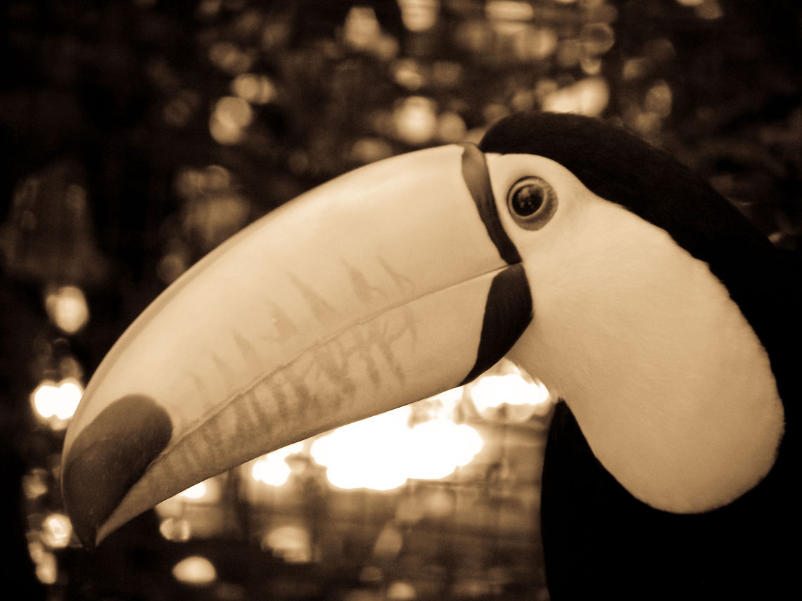 Tucan in Parque Das Aves Sepia tone of a Tucan in Pasque Das Aves, a bird park in Brazil.  Brazil,Parque Das Aves,Ramphastos toco,Toco Toucan,Toucan
