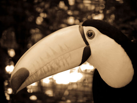 Tucan in Parque Das Aves Sepia tone of a Tucan in Pasque Das Aves, a bird park in Brazil.  Brazil,Parque Das Aves,Ramphastos toco,Toco Toucan,Toucan