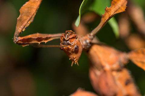 Macro closeup of a Giant Prickly Stick Insect An odd-shaped, friendly insect found in a butterfly park in the Netherlands. I'm self-promoting this because, well, it's a Giant Prickly Stick Insect. No more reasons are needed with such a name. Here's some more weird species names:
http://www.jungledragon.com/list/166/epic_species_names.html
 Europe,Extatosoma tiaratum,Giant Prickly Stick Insect,Leidschedam,Macro,Netherlands,Vlinders aan de Vliet