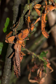 Gathering of Giant Prickly Stick Insects at butterfly park, the Netherlands This is a look into the net-covered box at the butterfly park that houses a few dozen of these very interesting species. They are quite slow and not very afraid of people. Europe,Extatosoma tiaratum,Giant Prickly Stick Insect,Leidschedam,Macro,Netherlands,Vlinders aan de Vliet