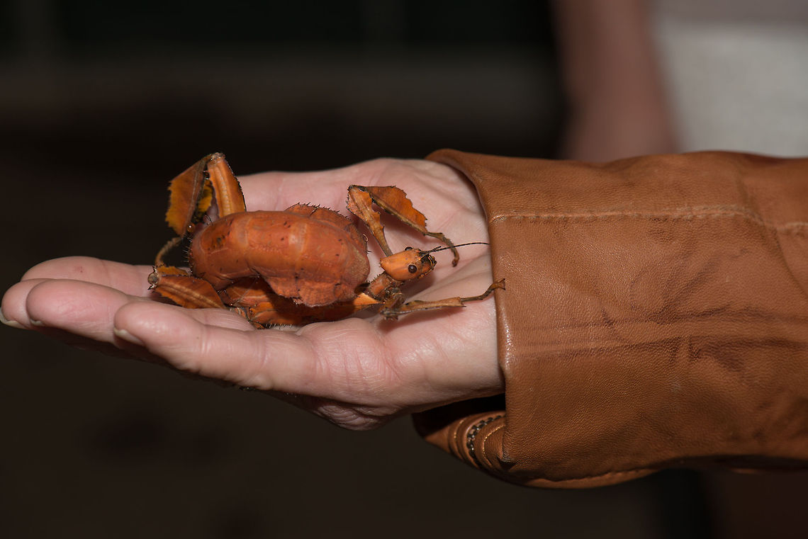 Giant Prickly Stick Insect exposed, in butterfly park "Vlinders aan de Vliet" I convinced this other guest at the butterfly park, and old lady, to hold this freaky insect for me. Because, well, I was busy :) Europe,Exatostoma tiaratum,Extatosoma tiaratum,Leidschedam,Macro,Netherlands,Vlinders aan de Vliet