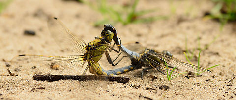 Quality Control This one is hard to identify due to the weird angle. I ultimately settled on this identification based on this reference photo:

http://www.libellennet.nl/fotoalbum.php?libelid=56&fotoid=22326&soort=libel

Fun fact: Not only photographers get confused about dragonfly species, the species themselves mix species up as well. For this reason, their "locking" mechanisms used in mating exclusively fit on the other sex of the same species, and no other species. 

Photos taken at the Amsterdamse Waterleiding Duinen. I captured it using my tele lens, as I was actually here for the deer and foxes. Amsterdamse Waterleiding duinen,Black-tailed skimmer,Orthetrum cancellatum