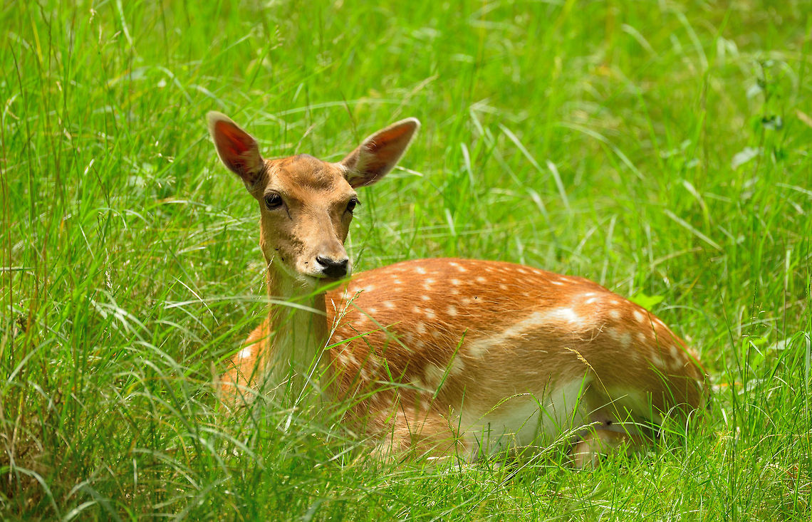 Female Fallow Deer, Amsterdamse Waterleiding Duinen This national park, which can only be traveled by foot, has an abundance of Fallow Deer. They are wild and free-roaming, yet very much used to the presence of people. You can approach them up to about 10-20 meters before they flee.  Amsterdamse Waterleiding duinen,Dama dama,Fallow Deer,The Netherlands
