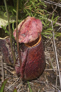 Nepenthes, pitcher plant Pitcher plants trap small insects into their container filled with fluids and then absorb their victoms. They look a lot cuter then they really are. Flora,Geotagged,Malaysia,Nepenthes,Nepenthes rafflesiana,Pitcher plant