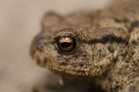 Common Toad in Amsterdamse Waterleiding Duinen - closeup  Amsterdamse Waterleiding duinen,Bufo bufo,Common toad,Europe,Netherlands