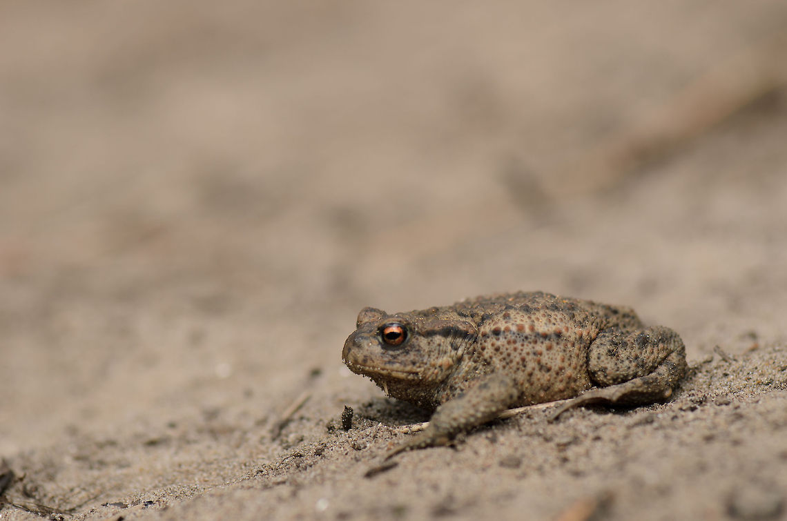 Common Toad in Amsterdamse Waterleiding Duinen Almost stepped on this one, as it was heating up on a walking trail at the Amsterdamse Waterleiding Duinen. Closeup:<br />
<figure class="photo"><a href="https://www.jungledragon.com/image/20315/common_toad_in_amsterdamse_waterleiding_duinen_-_closeup.html" title="Common Toad in Amsterdamse Waterleiding Duinen - closeup"><img src="https://s3.amazonaws.com/media.jungledragon.com/images/2/20315_thumb.jpg?AWSAccessKeyId=05GMT0V3GWVNE7GGM1R2&Expires=1759968010&Signature=AHx1xsh9u5UvGoQDOn019Sv%2Brhw%3D" width="200" height="134" alt="Common Toad in Amsterdamse Waterleiding Duinen - closeup  Amsterdamse Waterleiding duinen,Bufo bufo,Common toad,Europe,Netherlands" /></a></figure> Amsterdamse Waterleiding duinen,Bufo bufo,Common toad,Europe,Netherlands