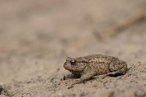 Common Toad in Amsterdamse Waterleiding Duinen Almost stepped on this one, as it was heating up on a walking trail at the Amsterdamse Waterleiding Duinen. Closeup:
http://www.jungledragon.com/image/20315/common_toad_in_amsterdamse_waterleiding_duinen_-_closeup.html Amsterdamse Waterleiding duinen,Bufo bufo,Common toad,Europe,Netherlands