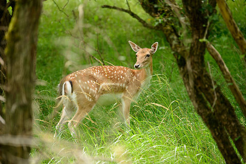 Female Fallow Deer alerted, Amsterdamse Waterleiding Duinen  Amsterdamse Waterleiding duinen,Dama dama,Europe,Fallow Deer,Netherlands