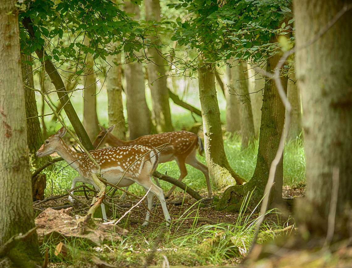 Female Fallow Deers on the run, Amsterdamse Waterleiding Duinen  Amsterdamse Waterleiding duinen,Dama dama,Europe,Fallow Deer,Netherlands