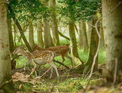 Female Fallow Deers on the run, Amsterdamse Waterleiding Duinen  Amsterdamse Waterleiding duinen,Dama dama,Europe,Fallow Deer,Netherlands