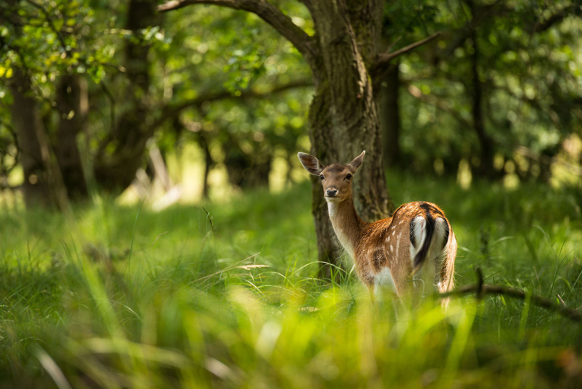 Female Fallow Deer on the lookout, Amsterdamse Waterleiding Duinen  Amsterdamse Waterleiding duinen,Dama dama,Europe,Fallow Deer,Geotagged,Netherlands,The Netherlands