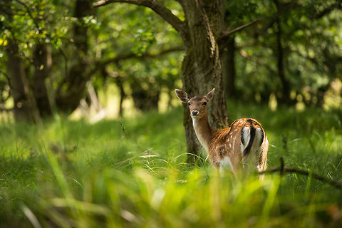 Female Fallow Deer on the lookout, Amsterdamse Waterleiding Duinen  Amsterdamse Waterleiding duinen,Dama dama,Europe,Fallow Deer,Geotagged,Netherlands,The Netherlands