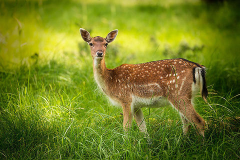 Female Fallow Deer full body view, Amsterdamse Waterleiding Duinen  Amsterdamse Waterleiding Duinen,Dama dama,Europe,Fallow Deer,Netherlands