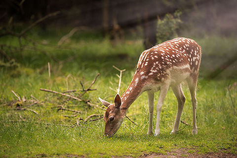 Female Fallow Deer feeding on grass, Amsterdamse Waterleiding Duinen I did not have to do much to spot this deer, I was actually sitting on a bench taking a little break, and this fallow deer came to me.  Amsterdamse Waterleiding Duinen,Dama dama,Europe,Fallow Deer,Netherlands