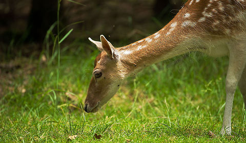 Closeup of female Fallow Deer feeding in Amsterdamse Waterleiding Duinen  Amsterdamse Waterleiding Duinen,Dama dama,Europe,Fallow Deer,Netherlands