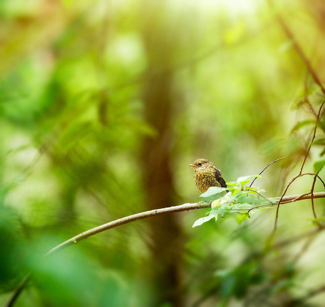 Juvenile Robin at Amsterdamse Waterleiding Duinen  Amsterdamse Waterleiding Duinen,Erithacus rubecula,Europe,European Robin,Netherlands