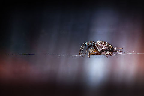 Spider of the Future Making of: this is just a simple small spider found in our garden. I took a macro shot in portrait mode, exactly parallel to the side of the web. Next, I rotated the canvas in Photoshop to place it horizontally. Araneus diadematus,Europe,European garden spider,Geotagged,Macro,Netherlands,The Netherlands
