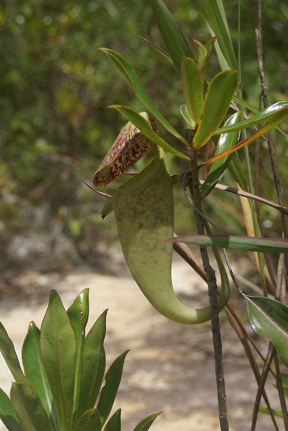 Nepenthes, pitcher plant Pitcher plants trap small insects into their container filled with fluids and then absorb their victoms. They look a lot cuter then they really are. Flora,Geotagged,Malaysia,Nepenthes,Nepenthes hurrelliana,Pitcher plant