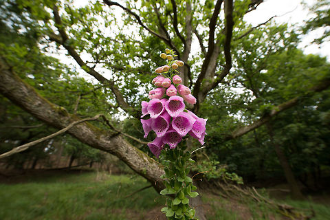 Common Foxglove wide angle, AmsterDamse Waterleiding Duinen A wide angle view (14mm) of a foxglove, note that 14mm is so wide that in reality, I am almost touching the plant with the front of my lens, yet is still looks distant on the photo. Amsterdamse Waterleiding Duinen,Common Foxglove,Digitalis purpurea,Europe,Geotagged,Netherlands,The Netherlands