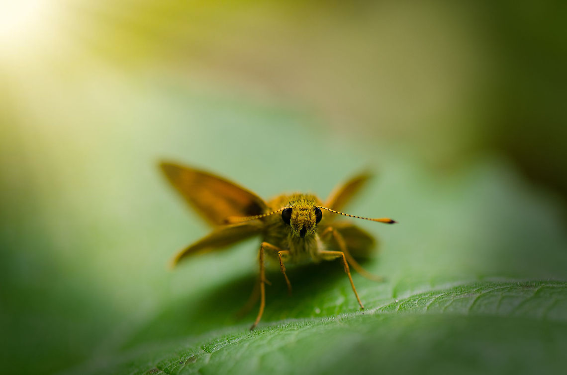 Macro of a Skipper Butterfly, Amsterdamse Waterleiding Duinen Habitat/scene:<br />
<figure class="photo"><a href="https://www.jungledragon.com/image/20484/macro_grounds_amsterdamse_waterleiding_duinen.html" title="Macro grounds, Amsterdamse Waterleiding Duinen"><img src="https://s3.amazonaws.com/media.jungledragon.com/images/2/20484_thumb.jpg?AWSAccessKeyId=05GMT0V3GWVNE7GGM1R2&Expires=1770854410&Signature=8%2FrsdctSOj0t3B4N8hVIIS0B%2Br4%3D" width="200" height="134" alt="Macro grounds, Amsterdamse Waterleiding Duinen This photo highlights no particular subject, I just wanted to given an impression of a scene in the Amsterdamse Waterleiding Duinen park. It is a park well-known for its deer and foxes, but there's also opportunities for macro. Here I went off the track to find a typical scene for macro specialists: flowers, beetles, butterflies, all abundantly present. An example:<br />
http://www.jungledragon.com/image/20483/macro_of_a_skipper_butterfly_amsterdamse_waterleiding_duinen.html<br />
<br />
As a second note, this can be seen as a gear demo as well. If you're a (full frame) DSLR owner, you will know how hard it can be to capture a scene that is sharp end to end. Not with this lens (Nikkor 14-24mm), it truly is the sharpest lens I have ever used. Amsterdamse Waterleiding Duinen,Europe,Geotagged,Netherlands,The Netherlands" /></a></figure><br />
<br />
Fun fact: in dutch they are called "dikkopjes", which means thick heads. Amsterdamse Waterleiding Duinen,Europe,Geotagged,Netherlands,The Netherlands