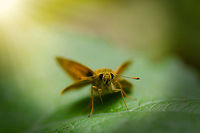 Macro of a Skipper Butterfly, Amsterdamse Waterleiding Duinen Habitat/scene:<br />
http://www.jungledragon.com/image/20484/macro_grounds_amsterdamse_waterleiding_duinen.html<br />
<br />
Fun fact: in dutch they are called "dikkopjes", which means thick heads. Amsterdamse Waterleiding Duinen,Europe,Geotagged,Netherlands,The Netherlands