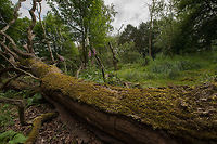 Macro grounds, Amsterdamse Waterleiding Duinen This photo highlights no particular subject, I just wanted to given an impression of a scene in the Amsterdamse Waterleiding Duinen park. It is a park well-known for its deer and foxes, but there's also opportunities for macro. Here I went off the track to find a typical scene for macro specialists: flowers, beetles, butterflies, all abundantly present. An example:<br />
http://www.jungledragon.com/image/20483/macro_of_a_skipper_butterfly_amsterdamse_waterleiding_duinen.html<br />
<br />
As a second note, this can be seen as a gear demo as well. If you're a (full frame) DSLR owner, you will know how hard it can be to capture a scene that is sharp end to end. Not with this lens (Nikkor 14-24mm), it truly is the sharpest lens I have ever used. Amsterdamse Waterleiding Duinen,Europe,Geotagged,Netherlands,The Netherlands