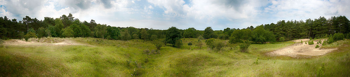 Amsterdamse Waterleiding Duinen - Mega Panorama This is a mega panorama, which requires special instructions to fully appreciate it:<br />
<br />
1. Find the biggest screen you have<br />
2. Open the photo full screen: <a href="http://www.jungledragon.com/image/20536/amsterdamse_waterleiding_duinen_-_mega_panorama.html/zoom" rel="nofollow">http://www.jungledragon.com/image/20536/amsterdamse_waterleiding_duinen_-_mega_panorama.html/zoom</a><br />
<br />
3. Make sure you are signed in to JungleDragon<br />
4. On the full screen photo viewer, click the button &quot;load original&quot;, and wait for it to load<br />
5. You can now enjoy a 48MP panorama by zooming (mousewheel) and panning (drag mouse)<br />
<br />
This will also allow you to find the fallow deer in the scene :)<br />
<br />
Making of: 7 handshot 14mm 36MP images, stitched together in Photoshop, slight HDR processing. More mega panoramas here:<br />
<br />
<ul class="collections-simple"><li><a href="https://www.jungledragon.com/list/159" title="view as slideshow" class="button slideshow"><em class="fa fa-bookmark"></em>Wildlife Mega Panoramas</a></li></ul> Amsterdamse Waterleiding Duinen,Dama dama,Europe,Fallow Deer,Geotagged,Netherlands,The Netherlands