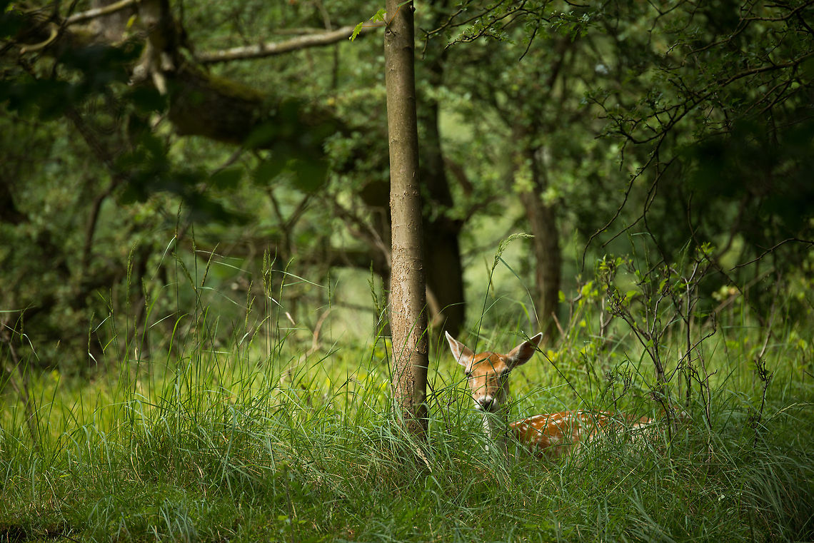 Young Fallow Deer hiding in tall grass, Amsterdamse Waterleiding Duinen  Amsterdamse Waterleiding Duinen,Dama dama,Europe,Fallow Deer,Geotagged,Netherlands,The Netherlands