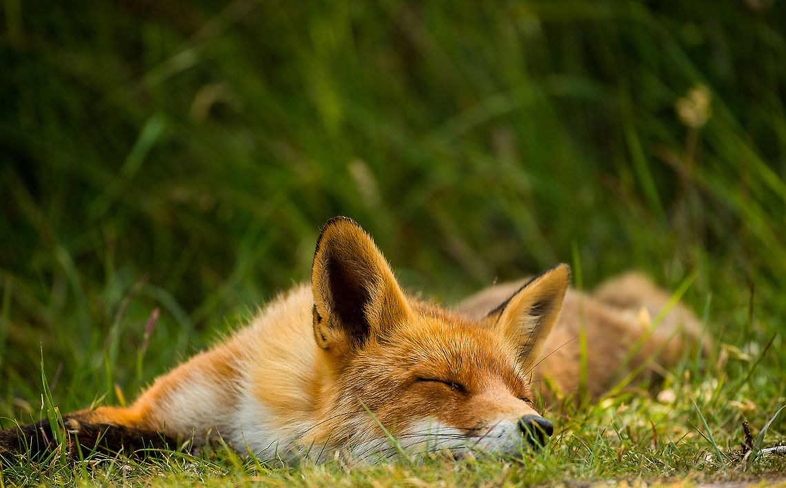Lazy fox at Amsterdamse Waterleiding Duinen I came to this park, a 90 minute drive, especially for the foxes. For a few years already I have seen spectacular photos of them from fellow JungleDragon members (notably Wendy and Roeselien). These foxes are "famous" in the dutch photography community, so this year I finally made an attempt to see them myself.<br />
<br />
After a full morning walk in the park, I still had not seen them. As it was my first visit, I did not know my way around, yet I kept searching and asking people if they had seen them. I took a 2nd walk in the afternoon despite my feet killing me (not wearing the right shoes). I came across a lady with a huge tele lens and asked her if she had seen them. She did, but it was another 3 miles ahead. I cringed, because that meant that after those 3 miles, I had several more afterwards to return to my car. I decided to push on.<br />
<br />
Ultimately, far away I could see a small group of people. This must be the spotting place. As I came near them, I noticed them all watching in the same direction. So as I continued walking, I watched whatever they were watching, hoping that they were looking at a fox. <br />
<br />
And here it comes, as I was looking to the right whilst walking, I almost stepped on this fox, who was inches away to my left, laying on the ground. I was shocked. The fox wasn't.  Amsterdamse Waterleiding Duinen,Europe,Netherlands,Red Fox,Vulpes vulpes