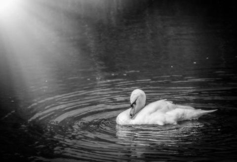 Mute Swan at Amsterdamse Waterleiding Duinen In B&W, "glamour" effect applied. Amsterdamse Waterleiding Duinen,Cygnus olor,Europe,Geotagged,Mute Swan,Netherlands,The Netherlands