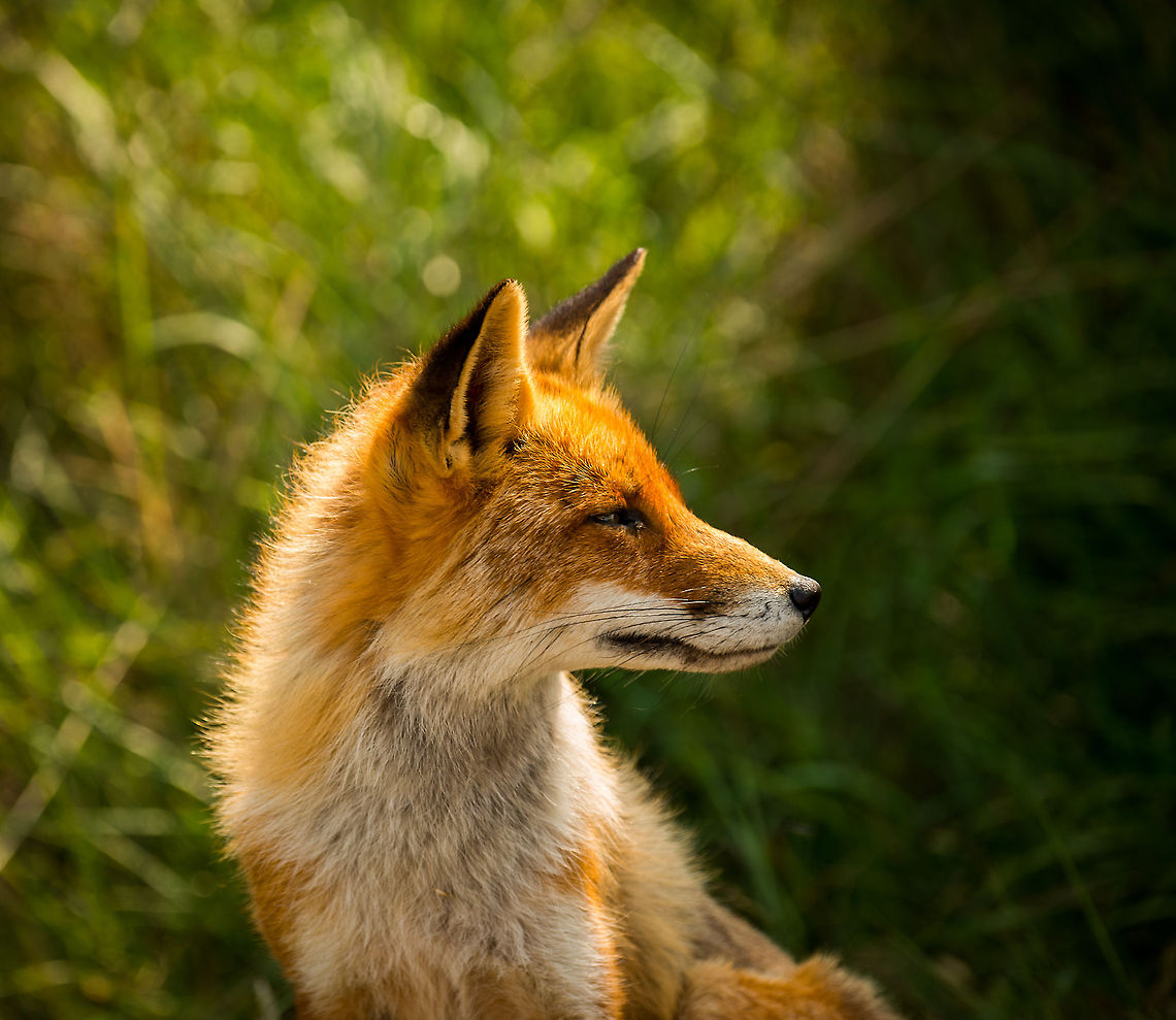 Fox at Amsterdamse Waterleiding Duinen This was my reward for the day. It took many hours to find this fox at the Amsterdamse Waterleiding Duinen. I was happy to capture it just chilling next to the path, but it was already leaving after a minute. Just before it did, it turned its head and stared back into the sun, giving me good light for this shot.  Amsterdamse Waterleiding Duinen,Europe,Geotagged,Netherlands,Red Fox,The Netherlands,Vulpes vulpes