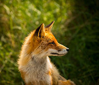 Fox at Amsterdamse Waterleiding Duinen This was my reward for the day. It took many hours to find this fox at the Amsterdamse Waterleiding Duinen. I was happy to capture it just chilling next to the path, but it was already leaving after a minute. Just before it did, it turned its head and stared back into the sun, giving me good light for this shot.  Amsterdamse Waterleiding Duinen,Europe,Geotagged,Netherlands,Red Fox,The Netherlands,Vulpes vulpes