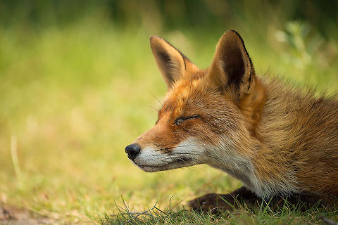 Lazy fox at Amsterdamse Waterleiding Duinen - II This fox at the Amsterdamse Waterleiding Duinen was just relaxing next to the path. As you can see, it seems to have some problems with its left eye. Amsterdamse Waterleiding Duinen,Europe,Geotagged,Netherlands,Red Fox,The Netherlands,Vulpes vulpes