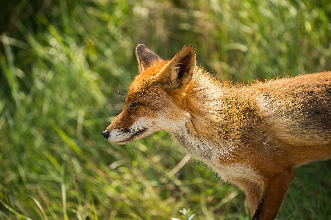 Lazy fox at Amsterdamse Waterleiding Duinen - III This fox at the Amsterdamse Waterleiding Duinen had enough of the heat, and is about to make a move to relocate. Amsterdamse Waterleiding Duinen,Europe,Netherlands,Red Fox,Vulpes vulpes