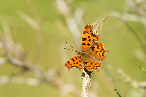 Comma Butterfly at Amsterdamse Waterleiding Duinen I had no time to switch to macro for this one, so used a ridiculous focal length of 400mm. Interestingly, combined with cropping (which very much is possible on the D800 36MP sensor) you can achieve somewhat of a semi-macro result. Amsterdamse Waterleiding Duinen,Comma,Europe,Geotagged,Netherlands,Polygonia c-album,The Netherlands