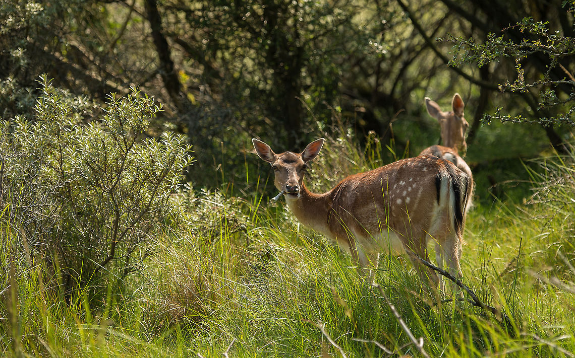 Stick-eating Fallow Deer at Amsterdamse Waterleiding Duinen  Amsterdamse Waterleiding Duinen,Dama dama,Europe,Fallow Deer,Netherlands