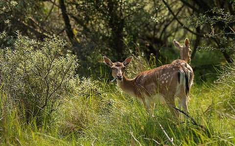 Stick-eating Fallow Deer at Amsterdamse Waterleiding Duinen  Amsterdamse Waterleiding Duinen,Dama dama,Europe,Fallow Deer,Netherlands