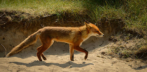 Red Fox (full body view), Amsterdamse Waterleiding Duinen Somewhat a rushed shot of a Red Fox on the move at the Amsterdamse Waterleiding Duinen. Amsterdamse Waterleiding Duinen,Europe,Netherlands,Red Fox,Vulpes vulpes