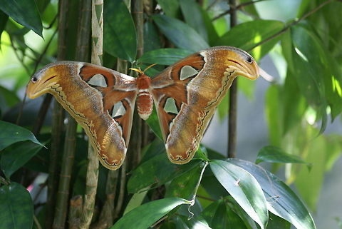 Enormous Attacus Atlas moth One of the largest butterflies on earth, truly huge. Notice the snakehead camouflage on its wings. Attacus Atlas,Butterfly,Camouflage,Geotagged,Malaysia,Rhopalocera