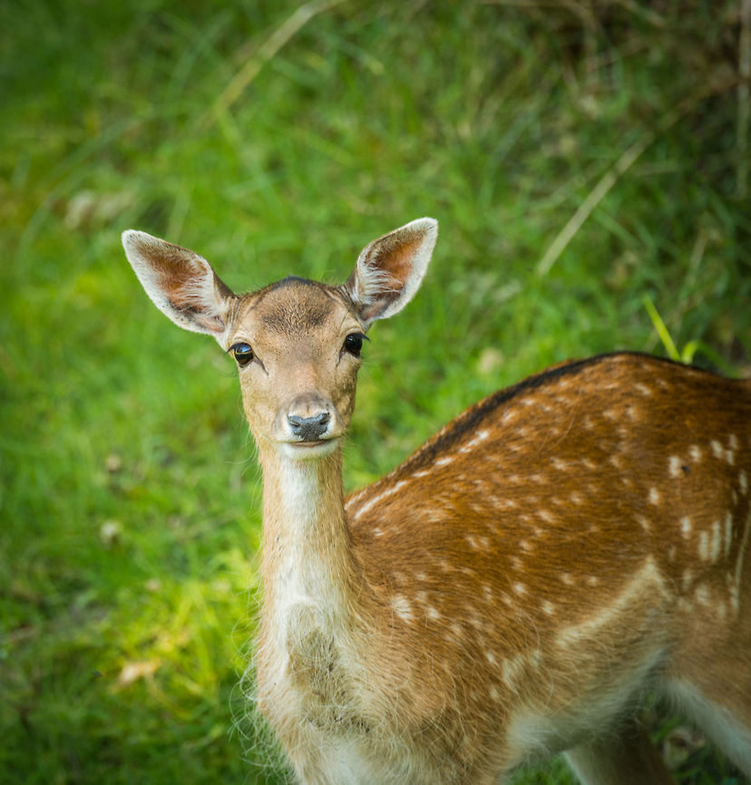 Female Fallow Deer closeup, Amsterdamse Waterleiding Duinen  Amsterdamse Waterleiding Duinen,Dama dama,Europe,Fallow Deer,Netherlands