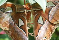 Attacus Atlas moth closeup Commonly confused to be a butterfly, this is a moth, in fact, the largest on earth. Some call it the snakehead moth, for the end of their wings has a print the resembles a snake eye. Attacus Atlas,Butterfly,Closeup,Geotagged,Malaysia,Moth,Rhopalocera