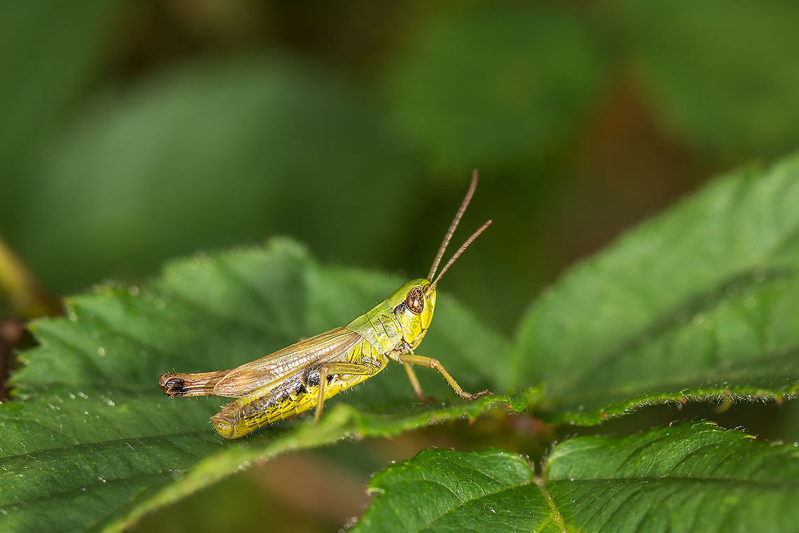 Male Chrysochraon dispar in Heesch, the Netherlands Close to my home, each summer thousands of these grasshoppers emerge for a few weeks. In a dryland I regularly visit, each step you make in the tall grass triggers dozens of them to make a jump, making them easy to spot.<br />
<br />
Regarding identification, I believe this to be the Chrysochraon dispar based on this reference photo (dutch):<br />
<br />
<a href="http://www.soortenbank.nl/soorten.php?soortengroep=insecten&amp;id=311" rel="nofollow">http://www.soortenbank.nl/soorten.php?soortengroep=insecten&amp;id=311</a><br />
<br />
Other than the general visual similarity, one key trademark of the species are the black "ankles". If I'm right, this clearly is a male, as females of this species look grey. Chrysochraon dispar,Europe,Heesch,Macro,Netherlands