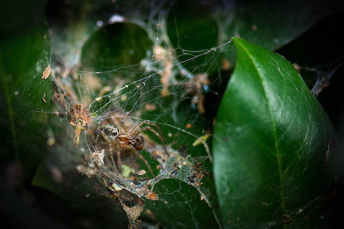 My pet garden spider, the Agelena labyrinthica This funnel web spider is basically my pet. It is in our garden for months now, and each day I check on its state and web. By now its&#039; web is huge. It consists of a funnel (left top in the photo), a large horizontal platform (where it is standing on), and some very lengthy vertical lines that act as traps. <br />
<br />
Usually it is in its funnel hiding, or facing the funnel, but today it was out. Upon a closer look, it seems to be feeding on the head of a hover fly. I wanted to come closer than this, but I can&#039;t. The web is so large that coming closer means touching a wire, which will trigger an immediate escape back into the funnel.<br />
<br />
I find this spider of species quite fascinating due to its complex web and behavior. Here&#039;s a photo of another one I captured about a year back:<br />
<figure class="photo"><a href="https://www.jungledragon.com/image/11251/the_funnel_of_death.html" title="The Funnel of Death"><img src="https://s3.amazonaws.com/media.jungledragon.com/images/2/11251_thumb.jpg?AWSAccessKeyId=05GMT0V3GWVNE7GGM1R2&Expires=1767225610&Signature=hR0nJU5teujYDyu%2FbbUG4O82R3c%3D" width="200" height="134" alt="The Funnel of Death This photo is best appreciated fullscreen. I&#039;ve been seeing spider webs in a tunnel shape quite frequently in my area but never with a spider in it until this day. This is the Agelena labyrinthica, a spider that builds a complex web system, where one part of the web is horizontal and used for catching prey, whilst the connected tunnel(or funnel) is for retreating. Check out how this species is excitingly feeding on a large pile of aphids.  Agelena labyrinthica,Geotagged,Heesch,Macro,The Netherlands" /></a></figure> Agelena labyrinthica,Europe,Heesch,Macro,Netherlands