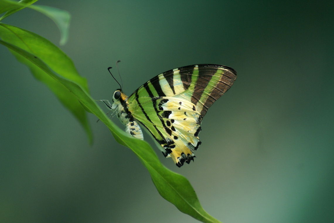 Fivebar Swordtail Found at the Kuala Lumpur Butterfly park Butterfly,Five-bar Swordtail,Fivebar Swordtail,Geotagged,Graphium antiphates,Malaysia,Rhopalocera