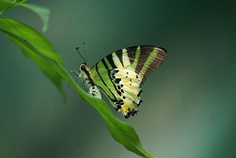Fivebar Swordtail Found at the Kuala Lumpur Butterfly park Butterfly,Five-bar Swordtail,Fivebar Swordtail,Geotagged,Graphium antiphates,Malaysia,Rhopalocera