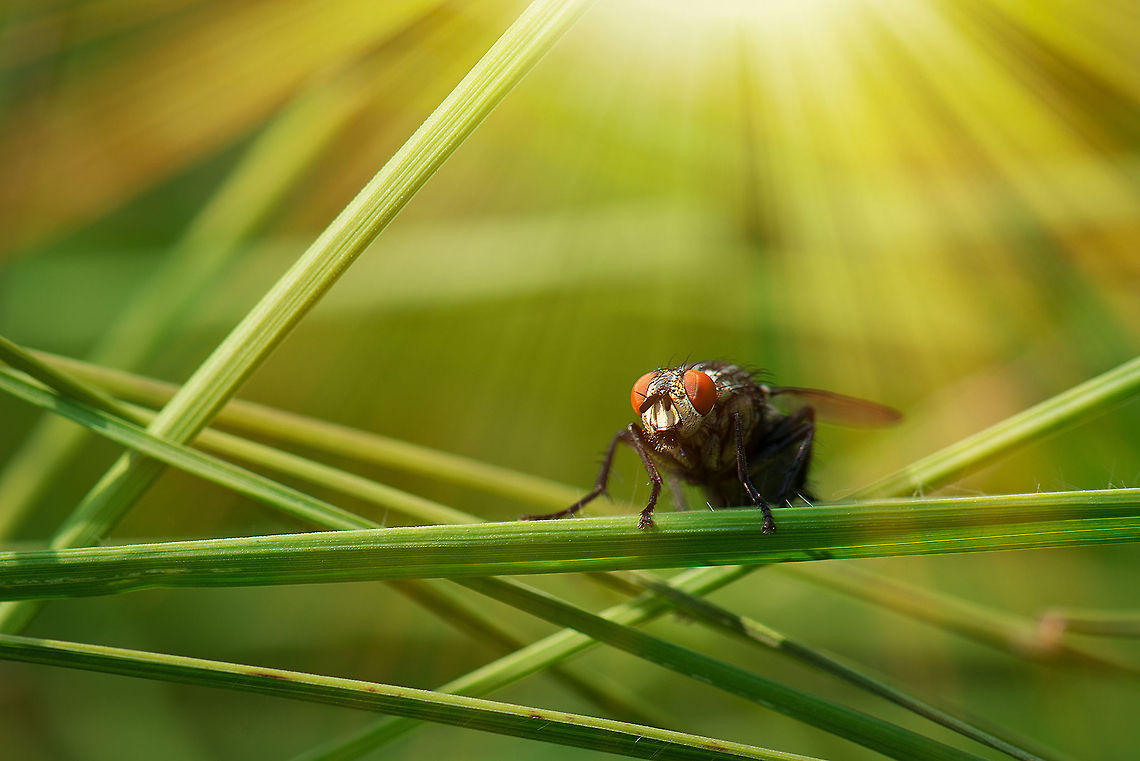 Summer Fly The identification of this fly is somewhat of a guess, as I only have a front angle shot. This fly was bathing in the sun light in a field of tall grass in the south of the Netherlands, a few weeks ago. Europe,Heesch,Macro,Netherlands,Sarcophaga carnaria