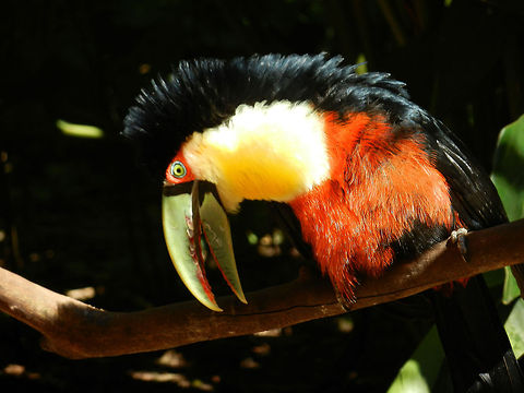 Red-breasted Toucan with brushy hear I just love toucans for their color and diversity. This type has bright red hair and a relatively short green bill. The brushy black hair is usually flat, it just happened to move this way. Birds,Brazil,Green-billed Toucan,Parque Das Aves,Ramphastos dicolorus,Red-breasted Toucan,Toucan