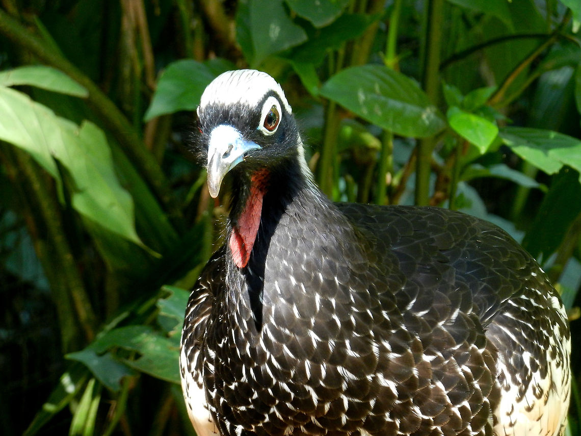 Black-fronted Piping Guan (Pipile jacutinga) This Piping Guan is a threatened, turkey-like bird native to Brazil. Birds,Black-fronted Piping Guan,Brazil,Parque Das Aves,Pipile jacutinga