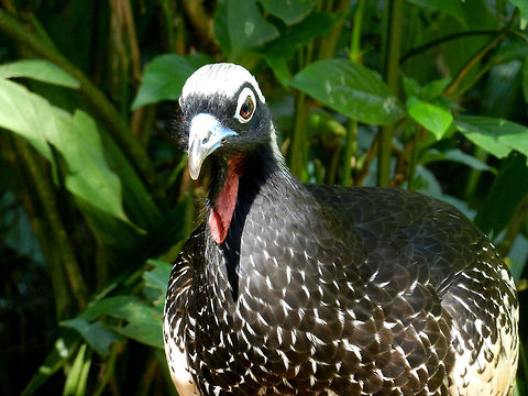 Black-fronted piping guan