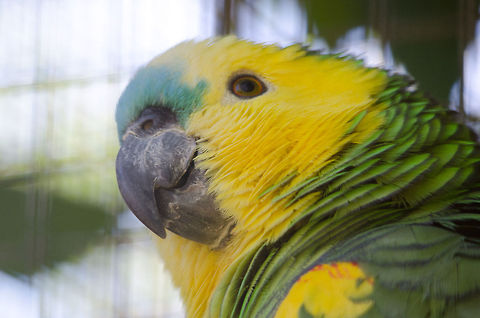 Unknown Amazon headshot Part of the very confusing to identify Amazon parrots family of species. This one was captured in the Parque Das Aves aviary near the Iguazu falls. Brazil,Parque Das Aves